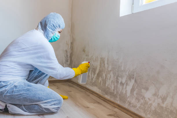 Licensed Mold Inspection service in Forest Hill, MD - WQB Mold Removal